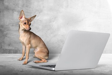 Cute dog sits in front of a laptop. The dog is not happy or shouts with joy and celebrates the victory. Business concept. Business dog.