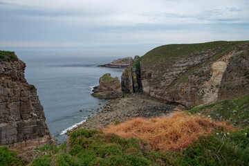 Colonies de cuscute parasitant les ajoncs sur la lande près du Cap Fréhel