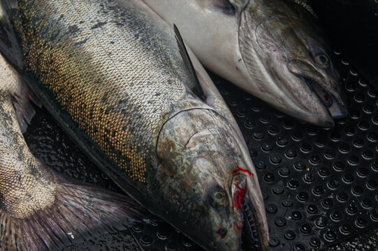 King Salmon on the deck of a boat after being caught.