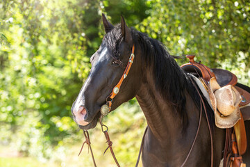 Portrait of a beautiful black quarter horse mare with a western bridle and saddle in front of a...