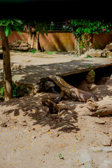 Fototapeta na wymiar Komodo Dragon. The largest lizard in the world. The Komodo dragon is an animal protected by the Indonesian government.
