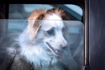 A cute dog waiting for his carer inside a car