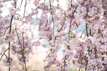 Fototapeta premium 市街地を見渡す、高台に咲く満開の桜の花