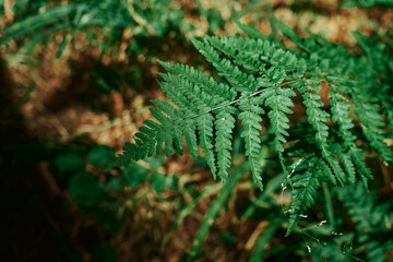 A fern branch is close-up against a background of brown foliage. A young fern. Fern leaves. Green plants in the natural landscape. Fresh green tropical foliage.