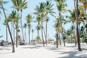 Fototapeta premium palm trees on the beach