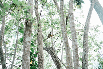 squirrel monkey on tree