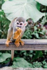 squirrel monkey on tree