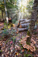 Panorama of a forest in Canada