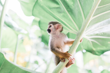 white tailed macaque