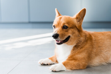 Lovely Welsh Corgi Pembroke dog sit on the floor at home and smile. Lifestyle of domestic pet.