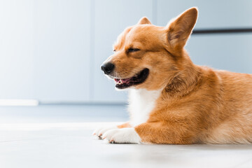 Cute Welsh Corgi Pembroke dog chill on the floor at home and smile. Lifestyle of domestic pet.