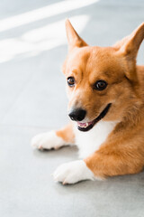 Lovely Welsh Corgi Pembroke dog sit on the floor at home and smile. Lifestyle of domestic pet.