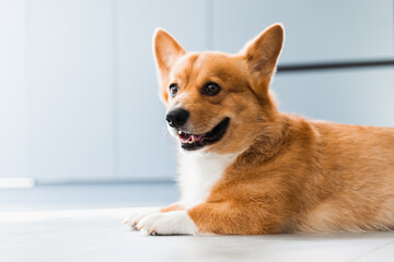 Cute Welsh Corgi Pembroke dog chill on the floor at home and smile. Lifestyle of domestic pet.