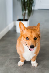 Happy dog Welsh Corgi Pembroke is sitting on the floor at home and smile. Lifestyle with domestic pet.