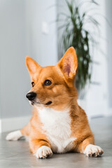 Happy dog Welsh Corgi Pembroke is sitting on the floor at home and smile. Lifestyle with domestic pet.