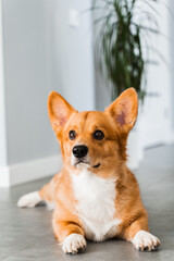Cute Welsh Corgi Pembroke dog lay and chill on the floor at home and smile. Lifestyle of domestic pet.