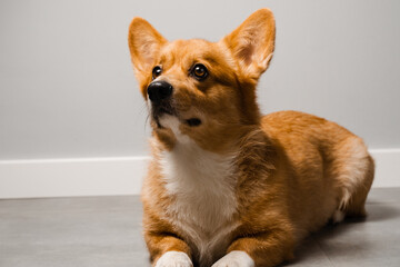 Happy dog Welsh Corgi Pembroke is sitting on the floor at home and smile. Lifestyle with domestic pet.
