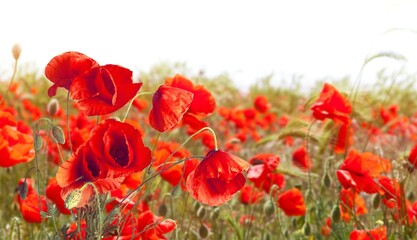 Naklejka premium Poppy field in full bloom against sunlight. Field of red poppys. Remembrance Day, Memorial Day,