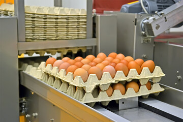 brown egg tray with chicken eggs in cardboard container on the conveyor closeup, industrial processing