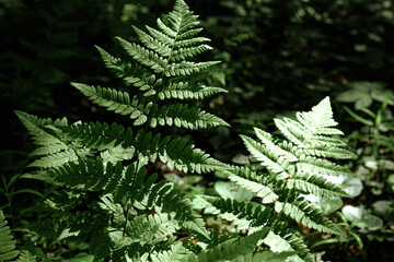 Ferns in the forest. Natural wild tropical floral textured fresh green leaves fern background.