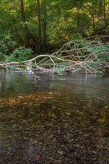 stream in the forest