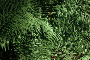 Ferns in the forest. Natural wild tropical floral textured fresh green leaves fern background.