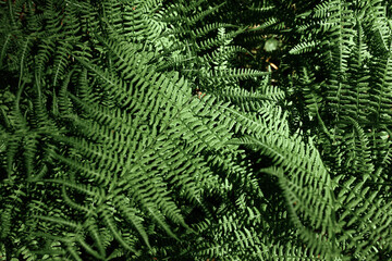 Ferns in the forest. Natural wild tropical floral textured fresh green leaves fern background.