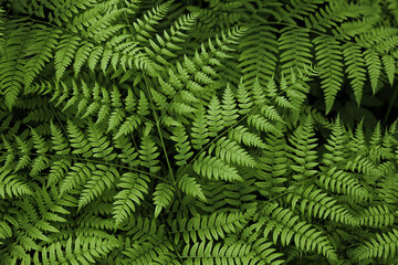 Fototapeta na wymiar Ferns in the forest. Natural wild tropical floral textured fresh green leaves fern background.