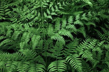 Ferns in the forest. Natural wild tropical floral textured fresh green leaves fern background.