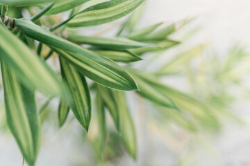 Obraz premium tropical plant close-up