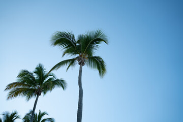 Obraz na płótnie Canvas palm trees against blue sky