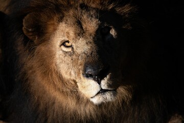 Closeup shot of a lion's face with light spotted on half of it and the other half is dark