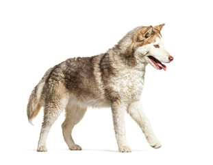 side view of a young Husky walking and panting, isolated on whit