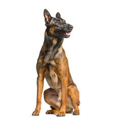 Malinois, belgian dog, sit, panting and looking up, isolated on