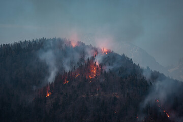 Forest wildfire at dusk a natural disaster