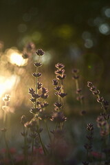 lavender at sunset