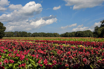 Summer flower field and blue sky. Agriculture in Limburg, the Netherlands