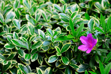 pink and green plants