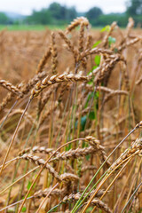 Detail of the Wheat Spike in the Nature