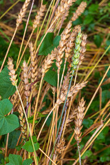 Detail of the Wheat Spike in the Nature