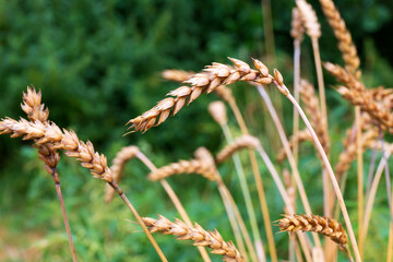 Detail of the Wheat Spike in the Nature