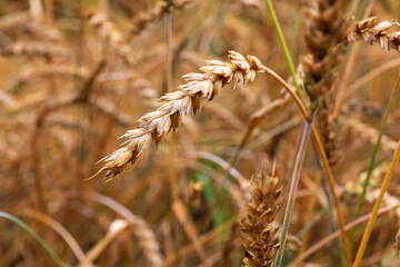 Detail of the Wheat Spike in the Nature