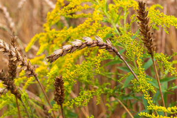 Detail of the Wheat Spike in the Nature