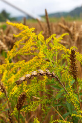 Detail of the Wheat Spike in the Nature