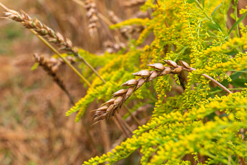 Detail of the Wheat Spike in the Nature