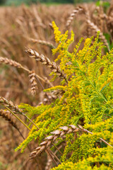 Detail of the Wheat Spike in the Nature