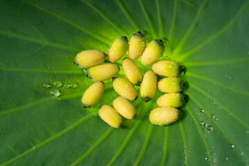 Fresh lotus seeds on a simple background