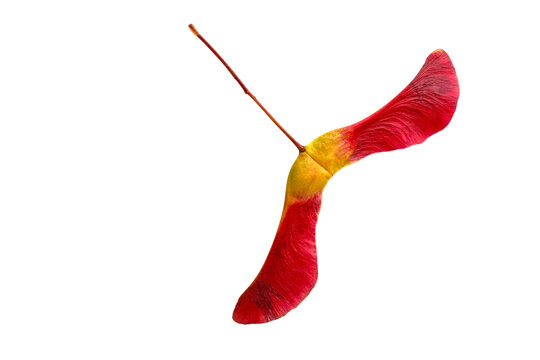 Amazing two-lobed red yellow maple seed pods in bright red yellow on a white background. Flat lay with copy space