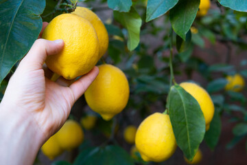 a hand grabbing a lemon on a tree
