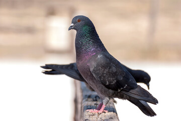 City dove sits close-up on a fence